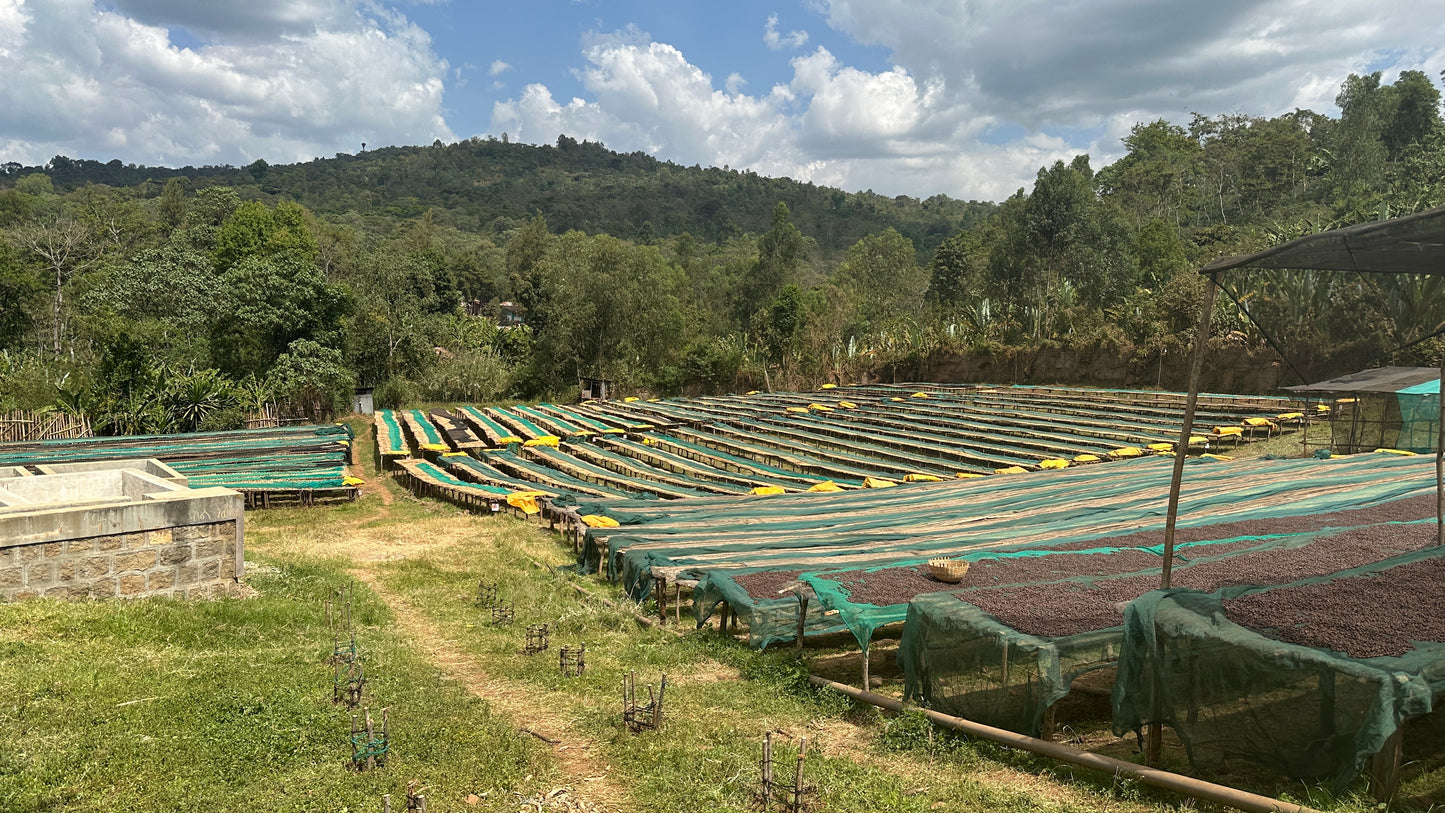 Beloya
