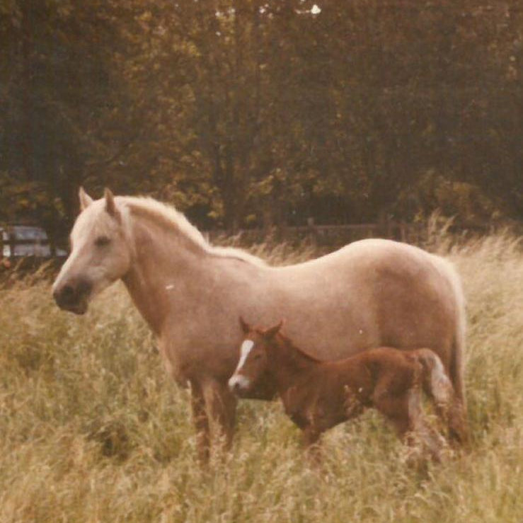 Two horses standing in a grassy field with trees in the background